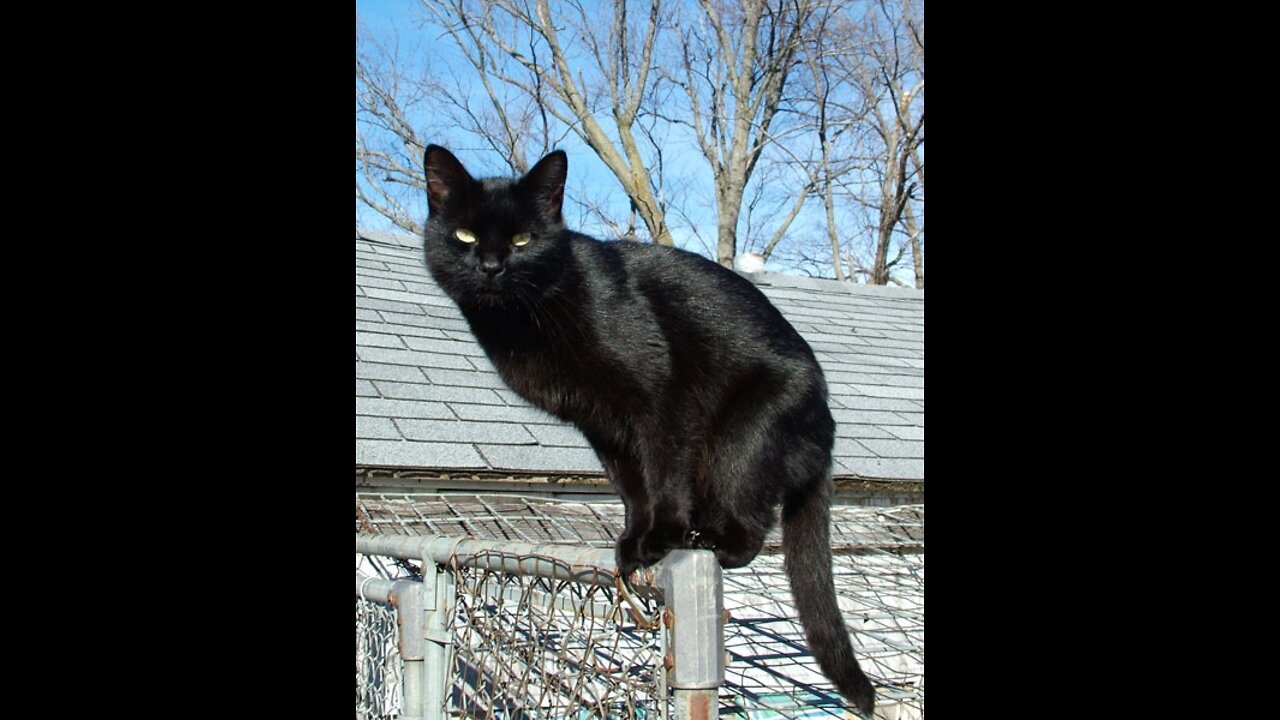 Demonic Evil BLACK CAT witchcraft Cat