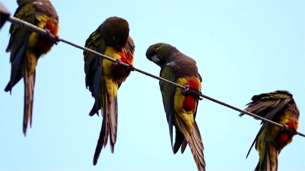 😳😳😳 Argentine town battles a parrot invasion...