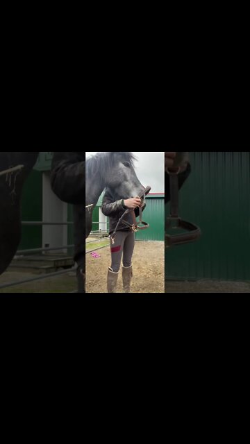 Teaching A Horse To Self Halter