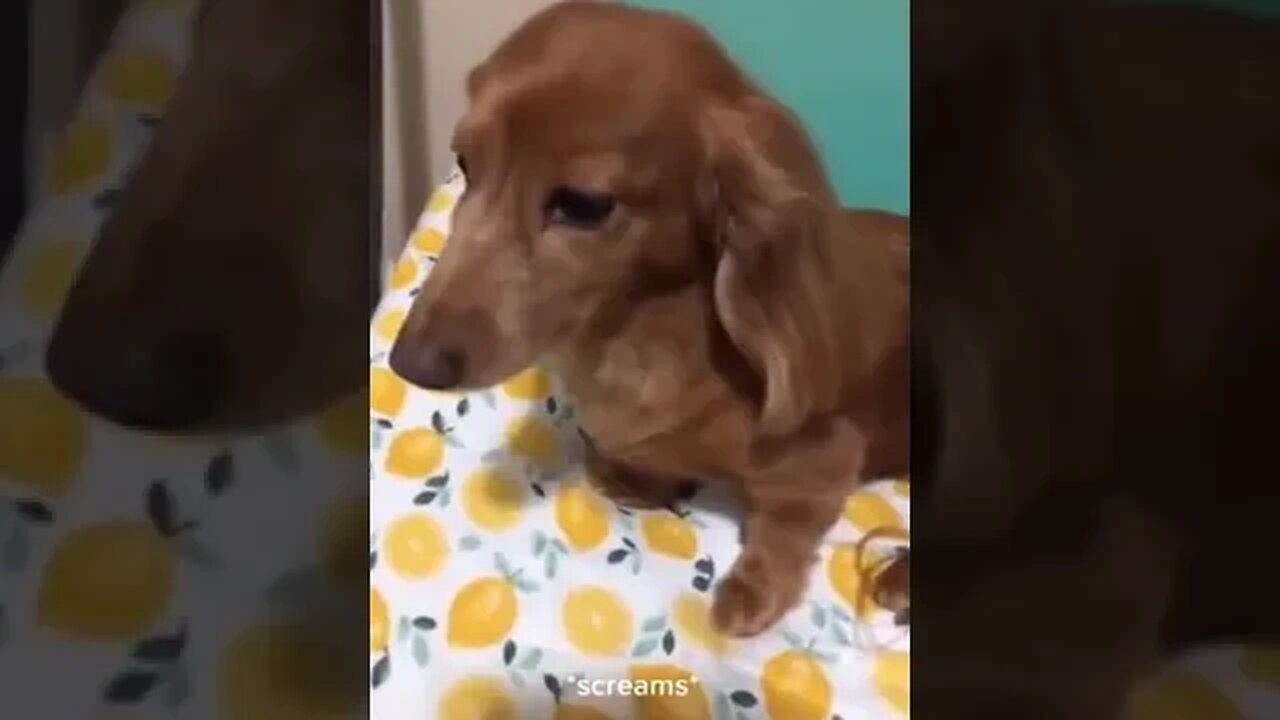 Best Funny Animal Videos Of The 2023 π€£ - Funniest Cats And Dogs Videos πΊπ