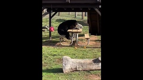 Bear munching at Picnic Table