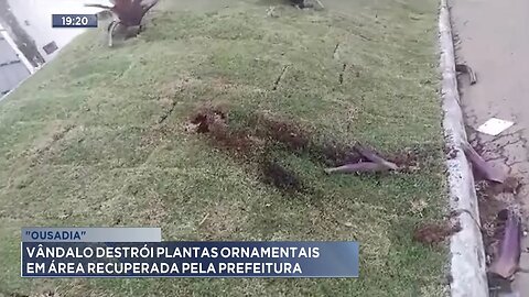 Ousadia: Vândalo Destrói Plantas Ornamentais em Área Recuperada pela Prefeitura.
