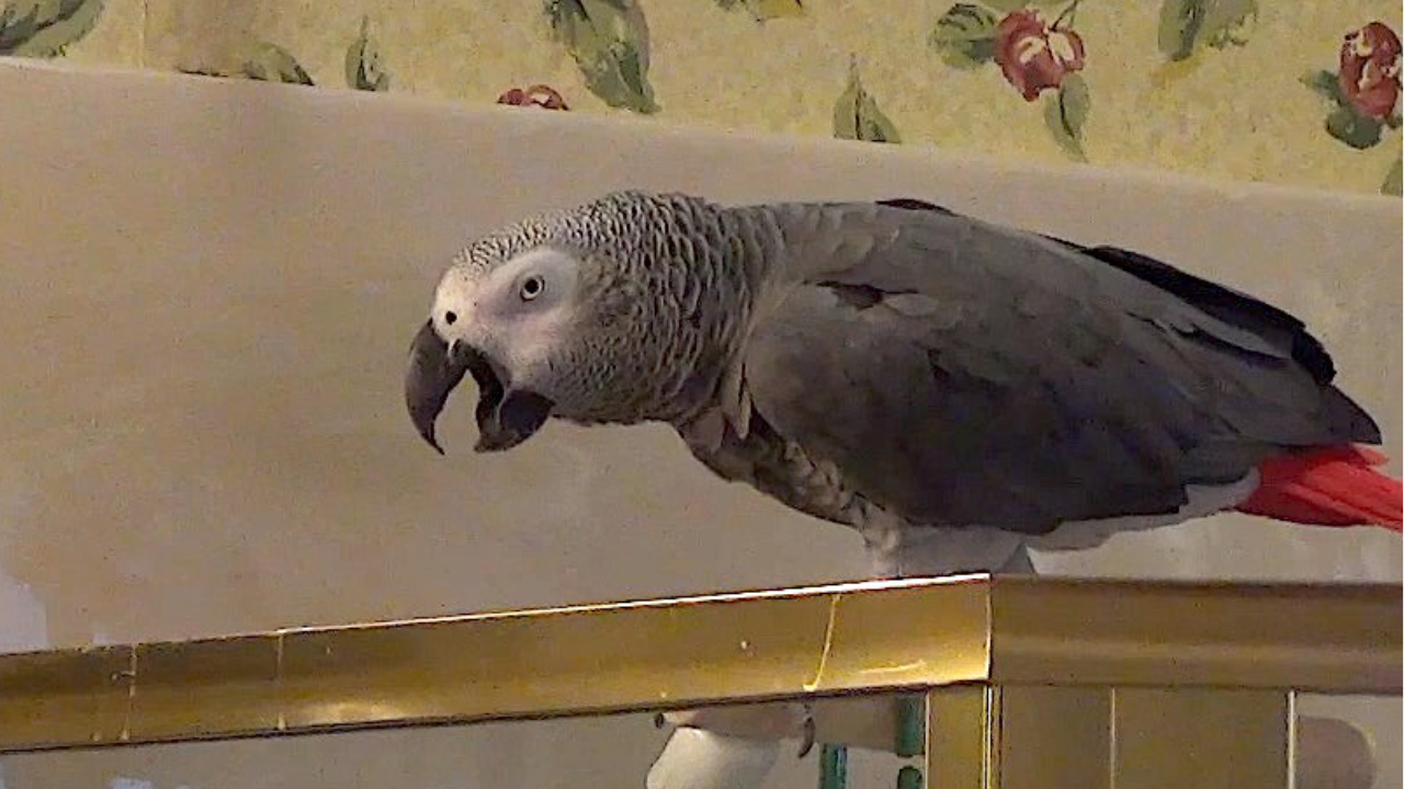 This talking parrot uses actual alliteration to form original phrases