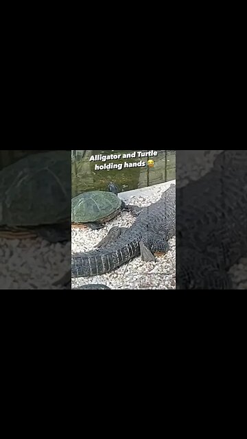 Alligator and Turtle holding hands