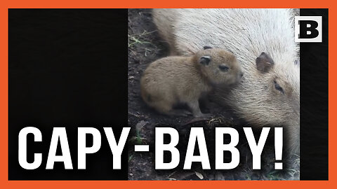 Capy-baby! First Baby Capybara "Tupi" Born in San Antonio Zoo Since 2000