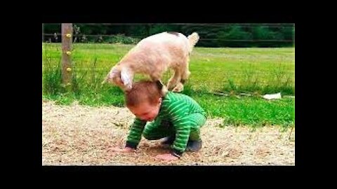 Cute Pets And Funny Animals Compilation #26 - Pets Garden