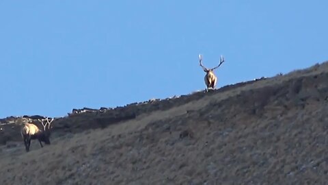 THAT SINKING FEELING WHEN HE HEADS OVER THE RIDGE! MONSTER BULLS!