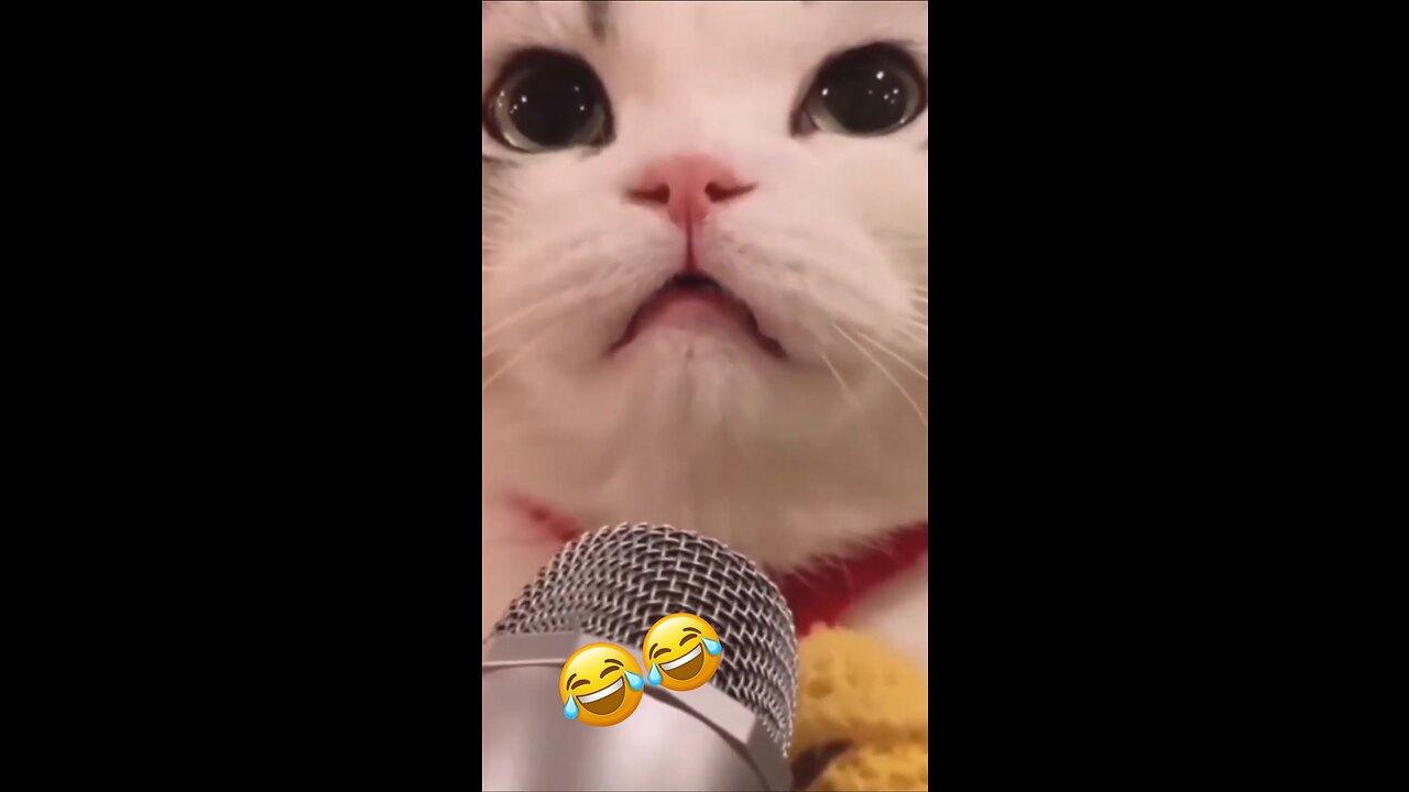 Cute Cat 😂 Song Horror 😱☠️ Video 2023