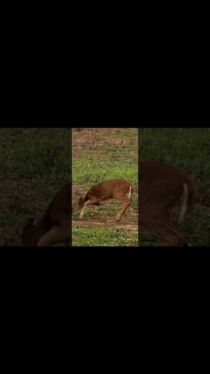 ❤️ shot #hunting #archery #outdoors #bowhunting