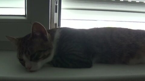 Kitten Falls Asleep on the Window Sill