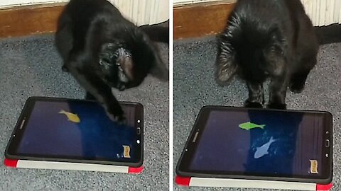 Cat moving a tablet trying to catch the fish thinking it's food