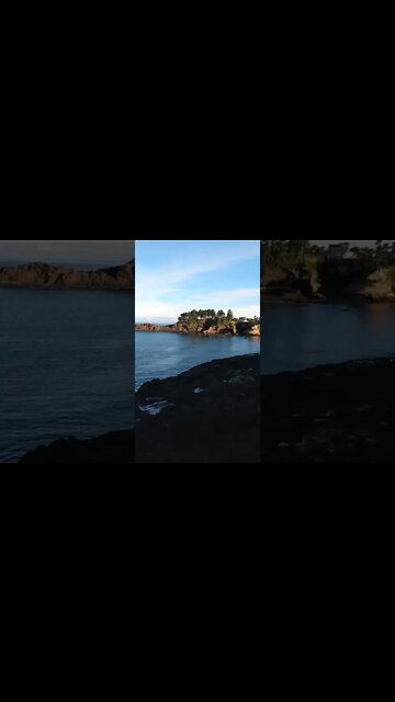 Blissed out Whale....