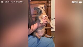 Have you ever seen a dog exorcism?