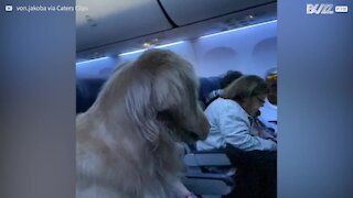 Ce golden retriever est le passager idéal sur ce vol