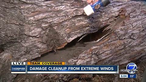 Eric Lupher and downed trees