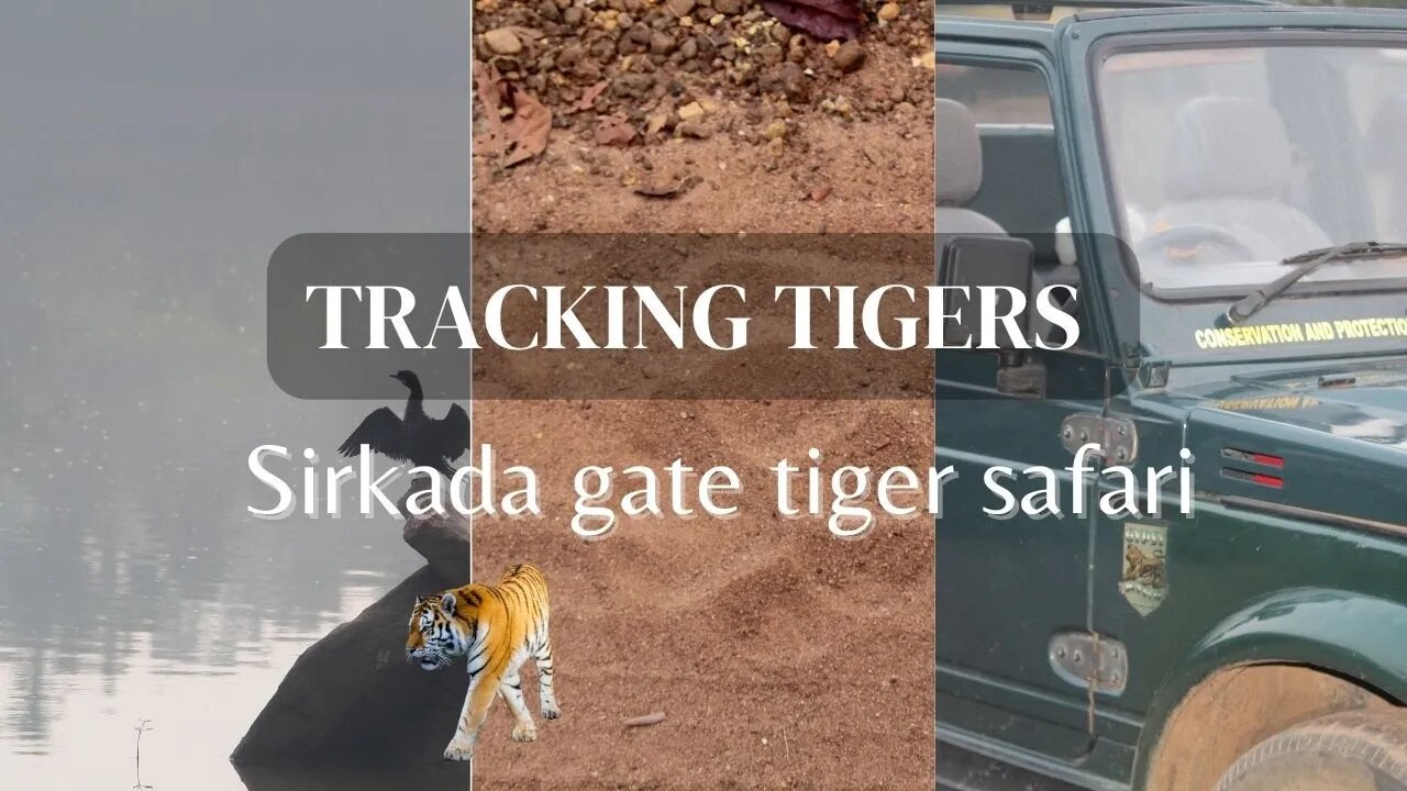 Sirkada gate tadoba jungle safari | Tracing tiger - Shirkada Gate | Tadoba Forest Adventure