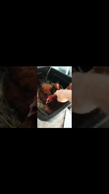 Good morning Forest and Chook chook Forest has decided to sit on the eggs with Chook chook