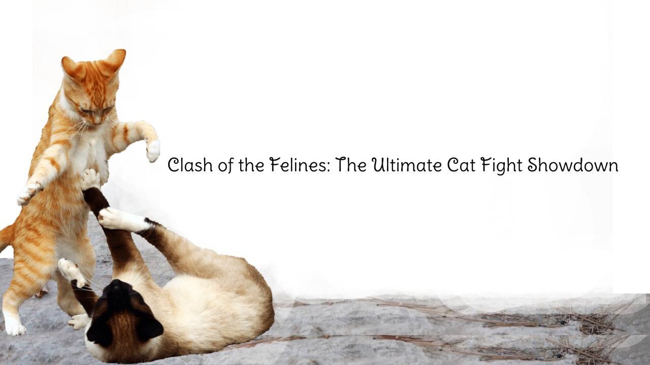 Clash of the Felines: The Ultimate Cat Fight Showdown