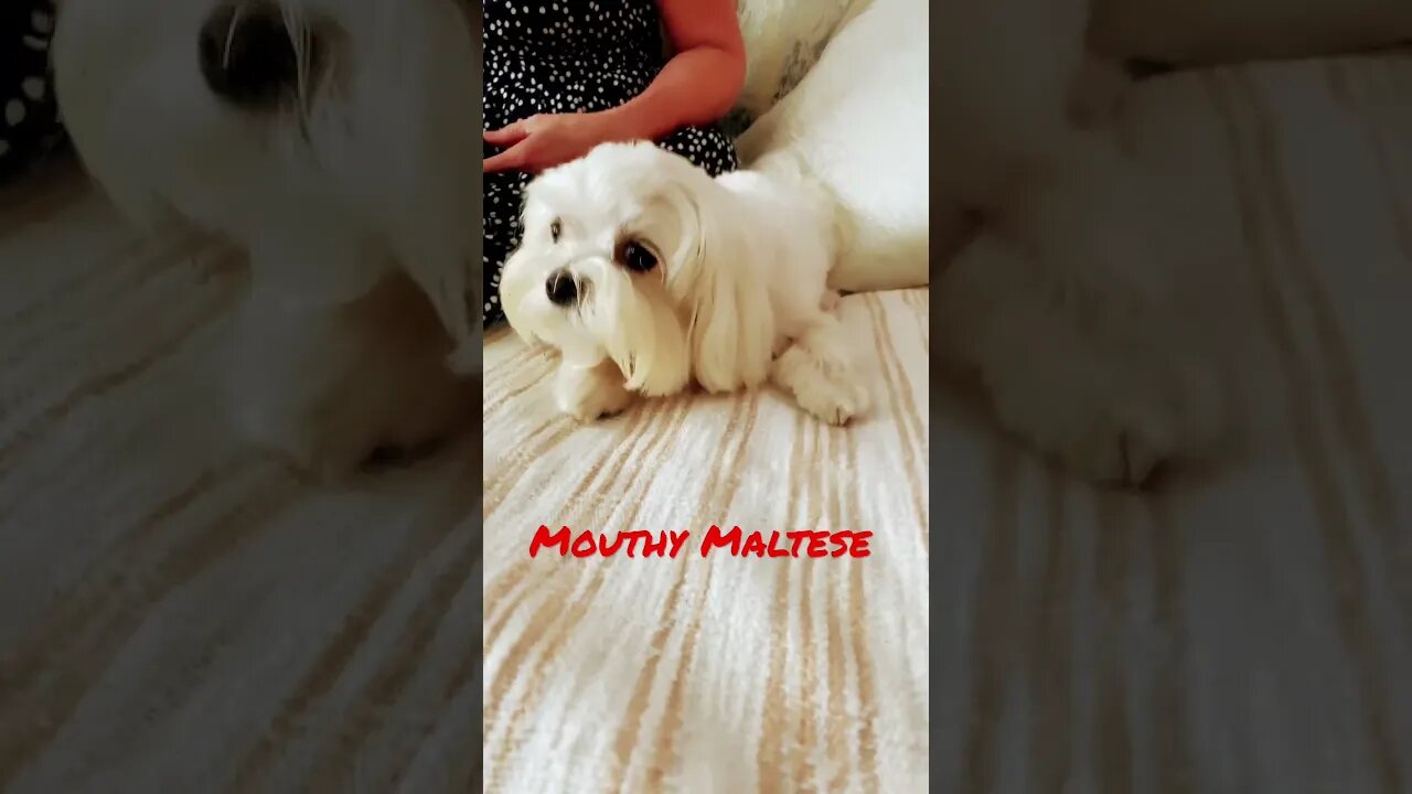 Mouthy Maltese #shorts