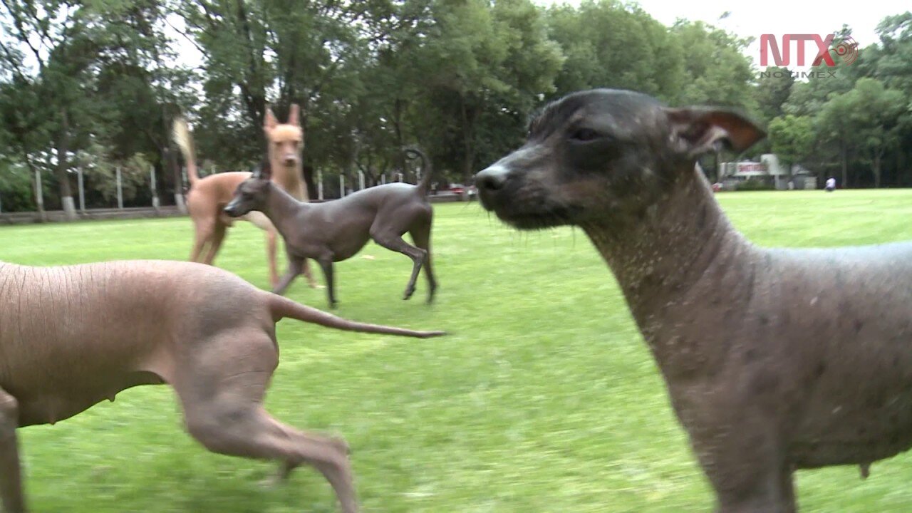 Xoloitzcuintle, la raza con valor histórico