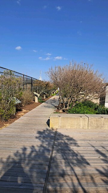 A fox and it's baby playing in the park Ocean City, MD 4/20/2024