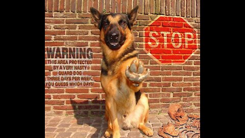 How to train your dog to be come more aggressive!!!