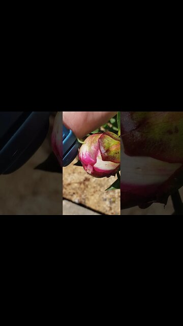 Caterpillar hitches a ride. #touchgrass #caterpillar