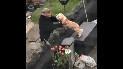 This pupper absolutely adores the old man living next door