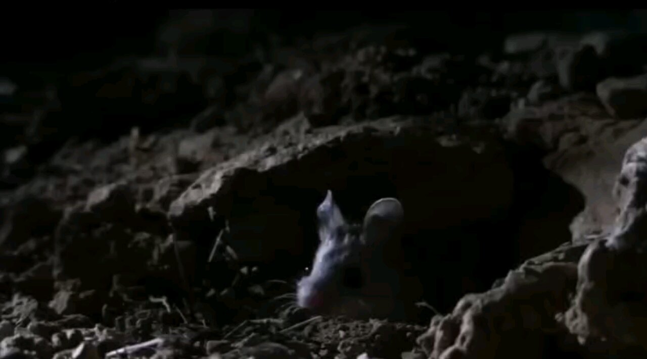 Roar I'm a mouse