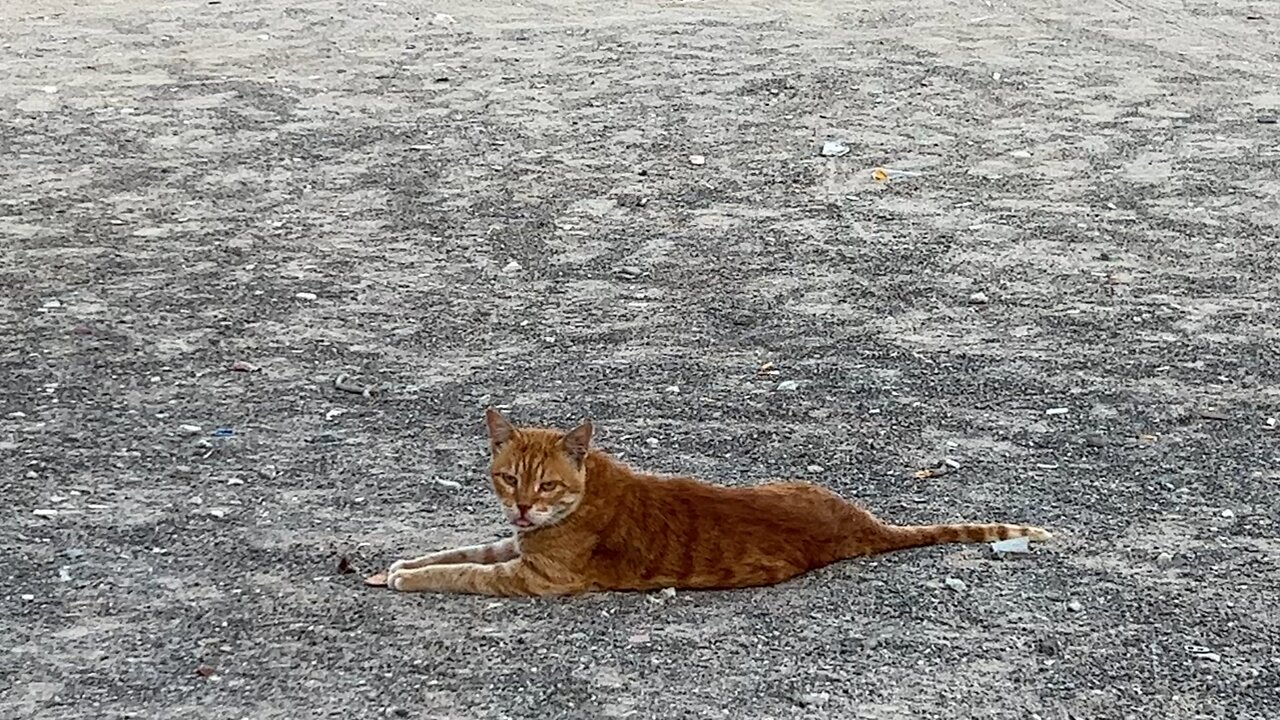 tiger