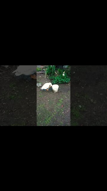 Ezra Junior likes dunking his head in the water, staring filming and he stopped doing it