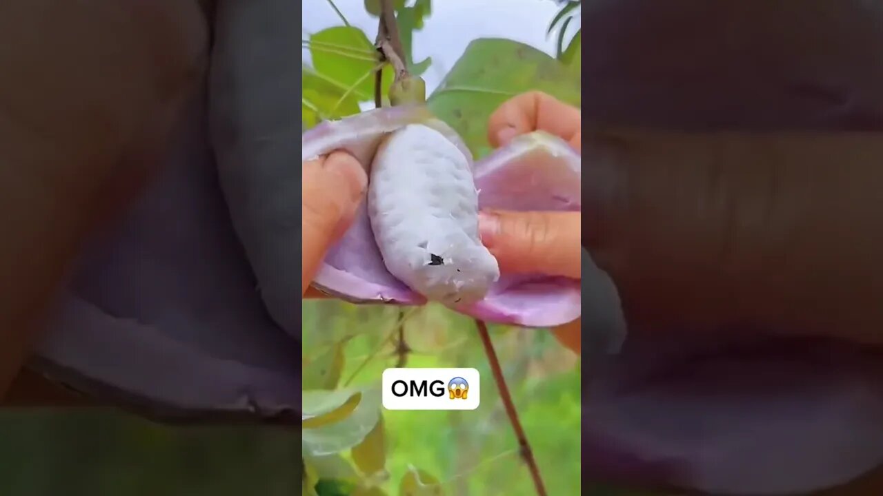 OMG😱what fruit🤤😋1