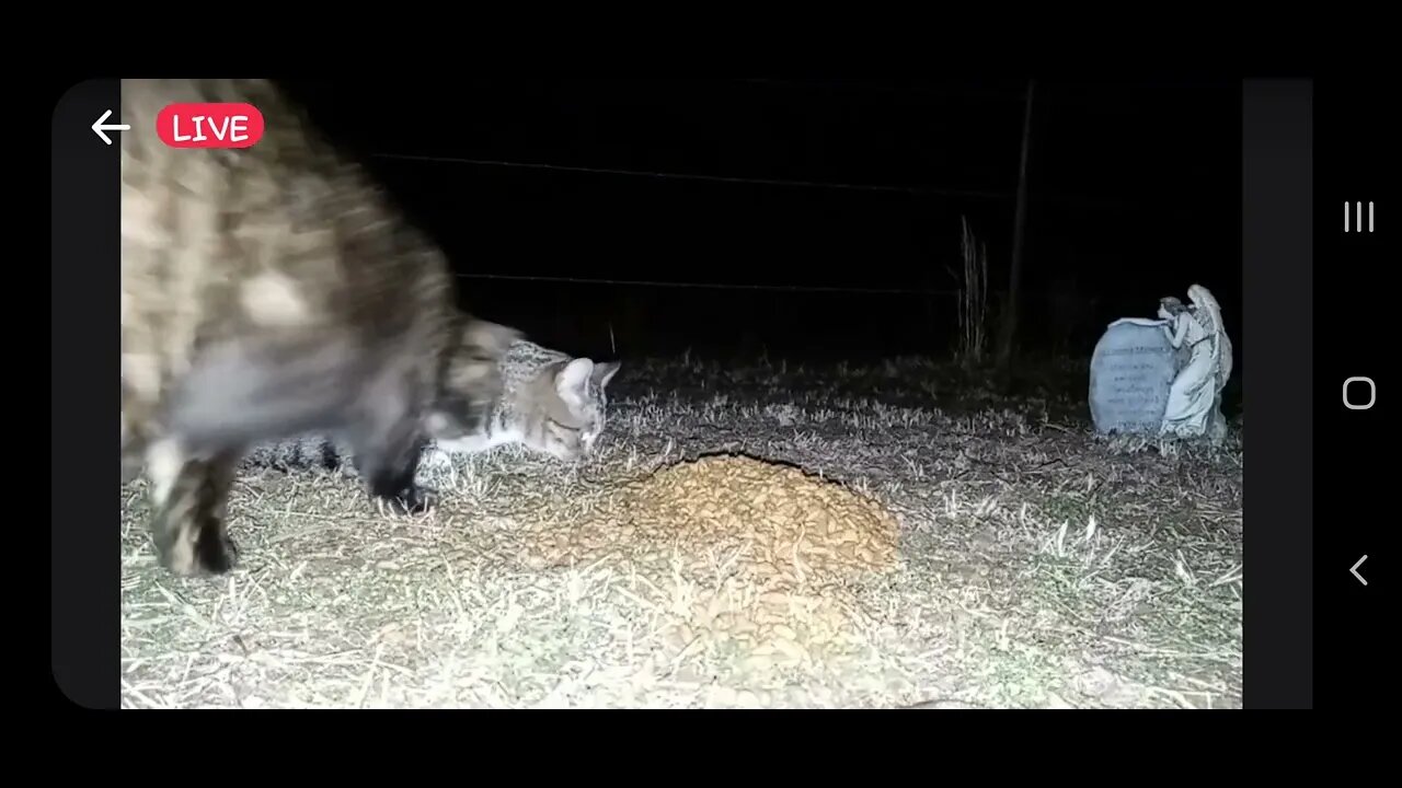 a couple of strays stop by at the pet cemetery to say hello to everyone. We thought he to pee😂😂