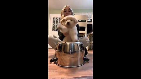 Cute puppy videos funny animals videos