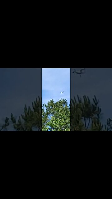 Unusual sighting of an OSPREY in my area FLORIDA