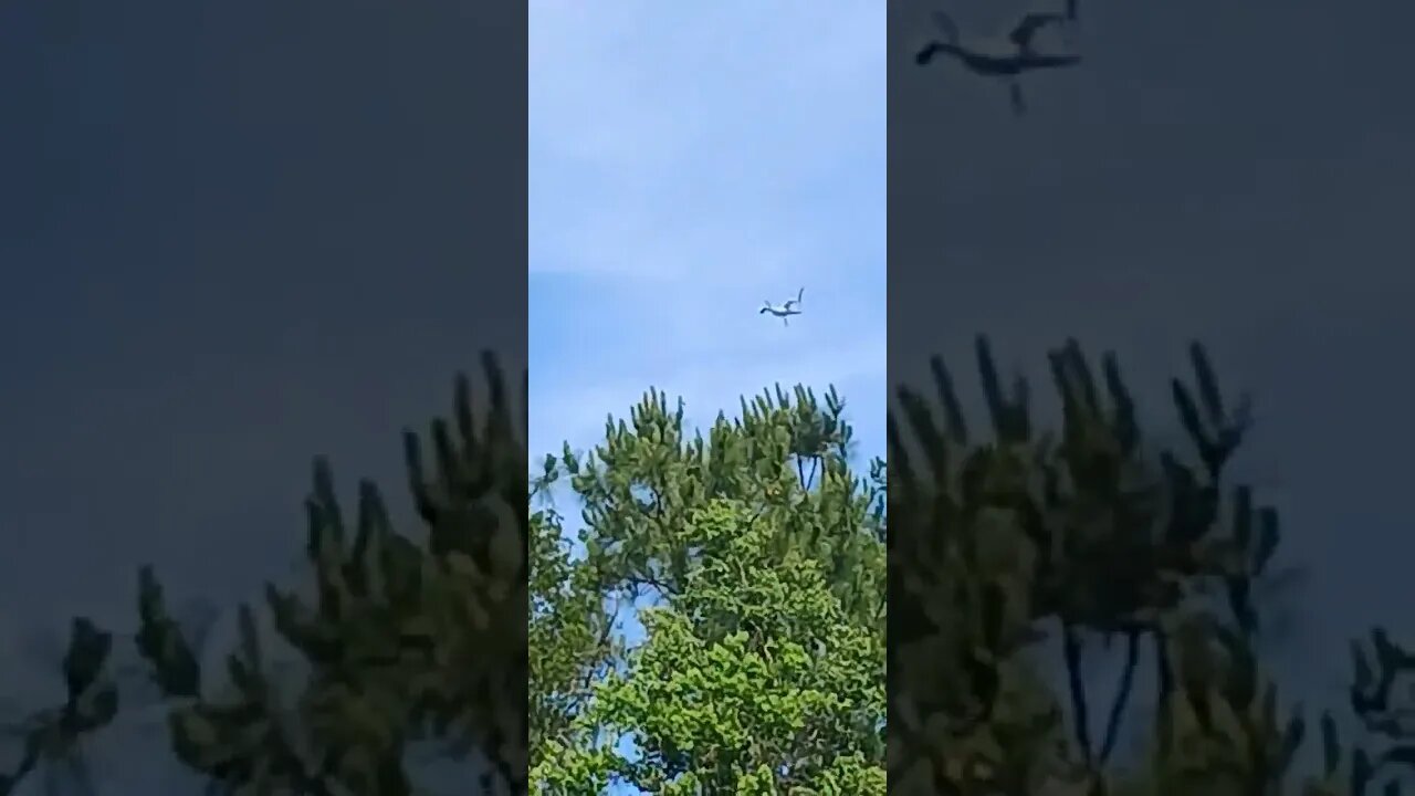 Unusual sighting of an OSPREY in my area FLORIDA