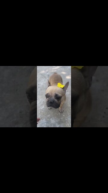 I try to get to know and be intimate with the puppy I rescued and relieve my mind