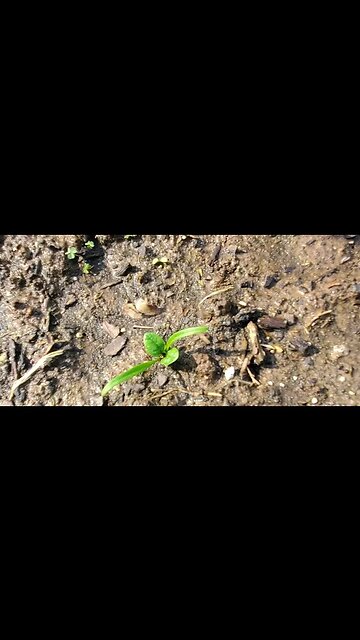Spinach is coming in sprouts. April 5, 2022