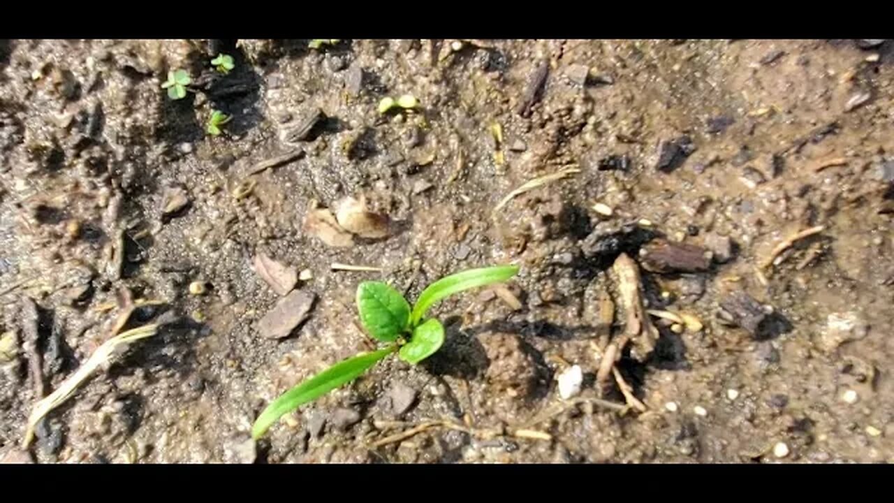 Spinach is coming in sprouts. April 5, 2022