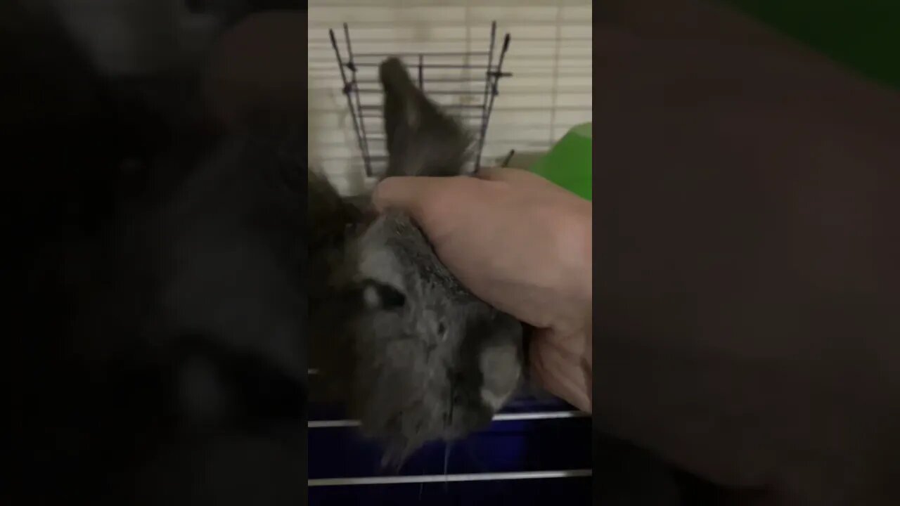 Lion head rabbit Mia so excited for her food she won’t stop blocking the bowl