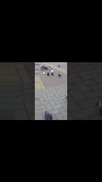 os pombos na praca pt5 #shorts