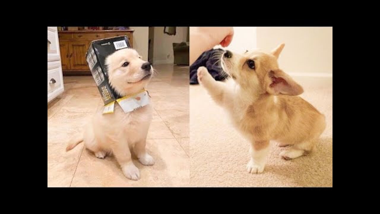 I think these dogs are broken! 😂LAUGH at FUNNY DOGS compilation🤣