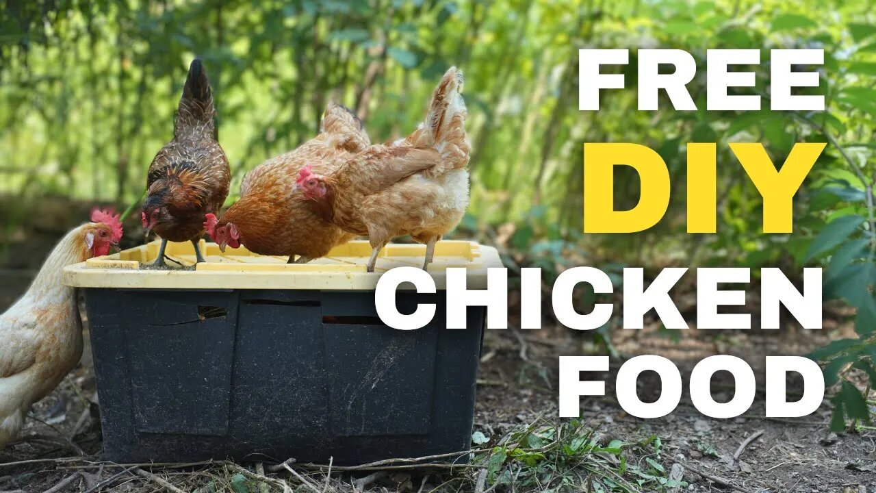 Easiest Black Soldier Fly Bin for FREE Chicken Food