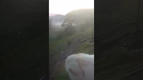 Rescue maremma’s first morning in new home