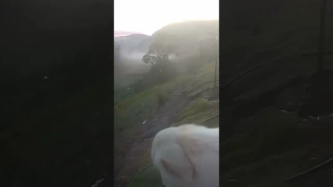 Rescue maremma’s first morning in new home