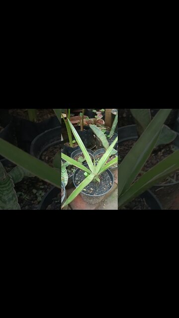sansevieria Bagamoyensis