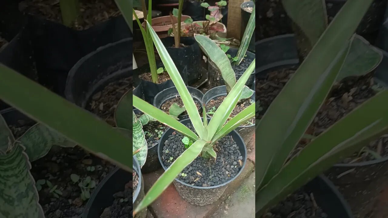 sansevieria Bagamoyensis