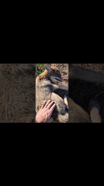 Petting A Coyote Pup #outdoors #trapping #viral #fyp