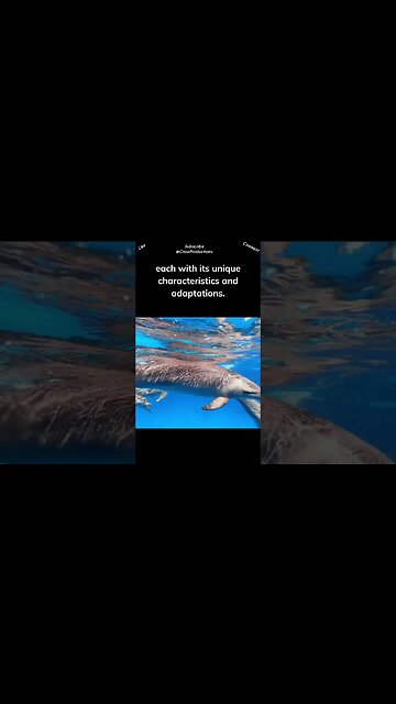 There are around 40 different species of dolphins #dolphin #shorts