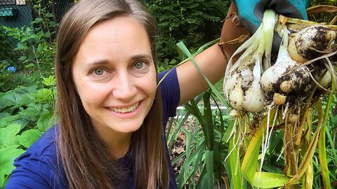 How did the Elephant Garlic Do? Harvest & Update | VLOG